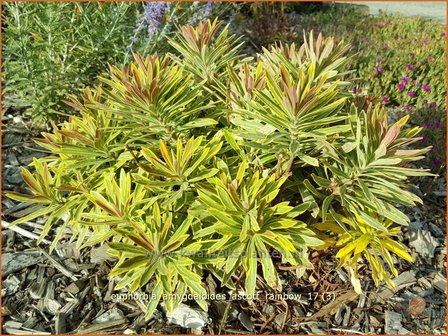 Euphorbia amygdaloides &#039;Ascott Rainbow&#039; | Amandelwolfsmelk, Wolfsmelk | Mandelbl&auml;ttrige Wolfsmilch