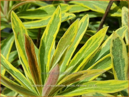 Euphorbia amygdaloides &#039;Ascott Rainbow&#039; | Amandelwolfsmelk, Wolfsmelk | Mandelbl&auml;ttrige Wolfsmilch