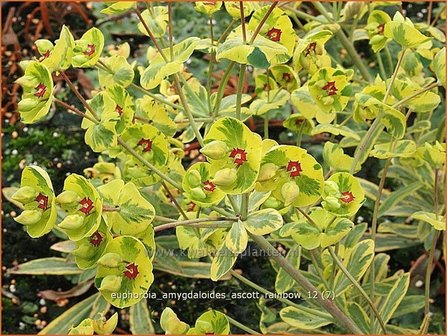 Euphorbia amygdaloides &#039;Ascott Rainbow&#039; | Amandelwolfsmelk, Wolfsmelk | Mandelbl&auml;ttrige Wolfsmilch