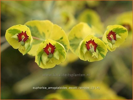 Euphorbia amygdaloides &#039;Ascott Rainbow&#039; | Amandelwolfsmelk, Wolfsmelk | Mandelbl&auml;ttrige Wolfsmilch