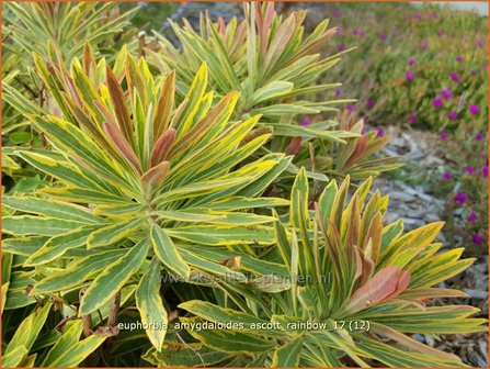 Euphorbia amygdaloides &#039;Ascott Rainbow&#039; | Amandelwolfsmelk, Wolfsmelk | Mandelbl&auml;ttrige Wolfsmilch