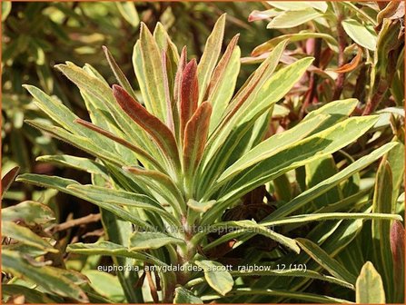 Euphorbia amygdaloides &#039;Ascott Rainbow&#039; | Amandelwolfsmelk, Wolfsmelk | Mandelbl&auml;ttrige Wolfsmilch