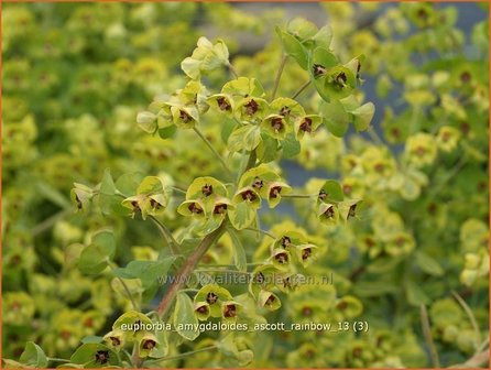 Euphorbia amygdaloides &#039;Ascott Rainbow&#039; | Amandelwolfsmelk, Wolfsmelk | Mandelbl&auml;ttrige Wolfsmilch