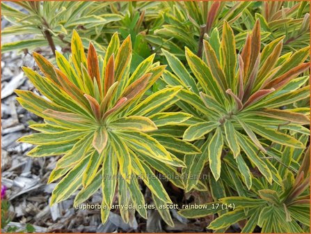 Euphorbia amygdaloides &#039;Ascott Rainbow&#039; | Amandelwolfsmelk, Wolfsmelk | Mandelbl&auml;ttrige Wolfsmilch