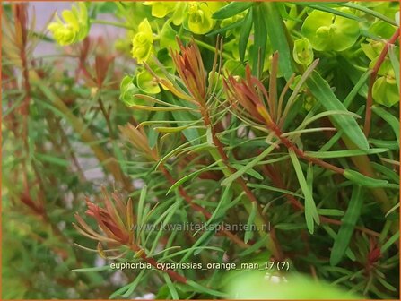 Euphorbia cyparissias &#039;Orange Man&#039; | Cipreswolfsmelk, Wolfsmelk | Zypressen-Wolfsmilch