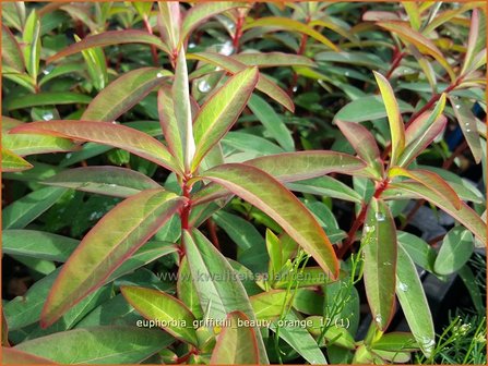 Euphorbia griffithii &#039;Beauty Orange&#039; | Wolfsmelk | Griffiths Wolfsmilch