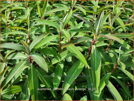 Euphorbia griffithii &#039;Beauty Orange&#039; | Wolfsmelk | Griffiths Wolfsmilch