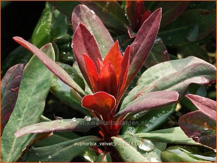 Euphorbia &#039;Velvet Ruby&#039; | Wolfsmelk | Wolfsmilch