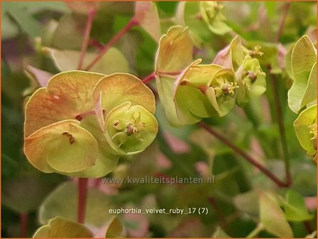 Euphorbia &#039;Velvet Ruby&#039; | Wolfsmelk | Wolfsmilch