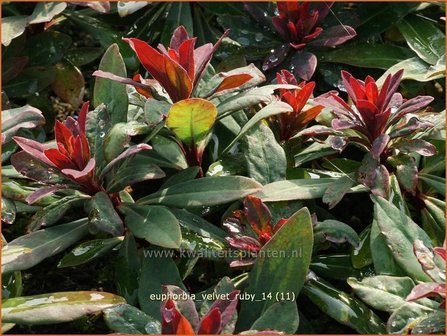 Euphorbia &#039;Velvet Ruby&#039; | Wolfsmelk | Wolfsmilch