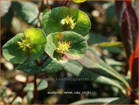 Euphorbia &#039;Velvet Ruby&#039; | Wolfsmelk | Wolfsmilch