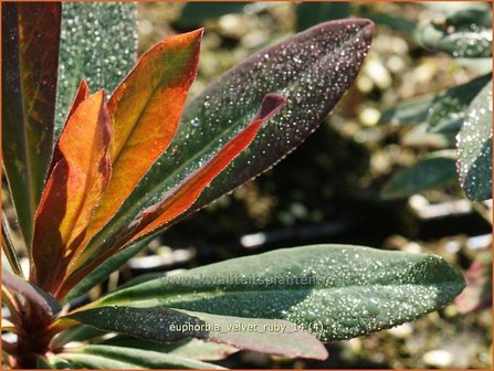 Euphorbia &#039;Velvet Ruby&#039; | Wolfsmelk | Wolfsmilch