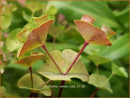 Euphorbia &#039;Velvet Ruby&#039; | Wolfsmelk | Wolfsmilch