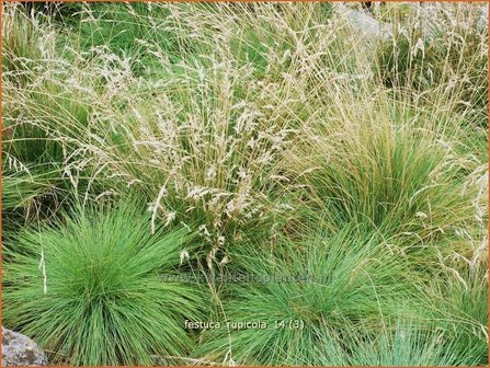 Festuca &#039;Walberla&#039; | Schapengras, Zwenkgras | Schwingel