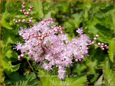 Filipendula palmata &#039;Nana&#039; | Moerasspirea, Spirea | Palmbl&auml;ttriges M&auml;des&uuml;&szlig;