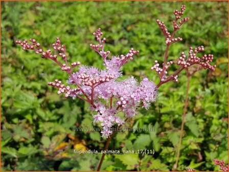 Filipendula palmata &#039;Nana&#039; | Moerasspirea, Spirea | Palmbl&auml;ttriges M&auml;des&uuml;&szlig;