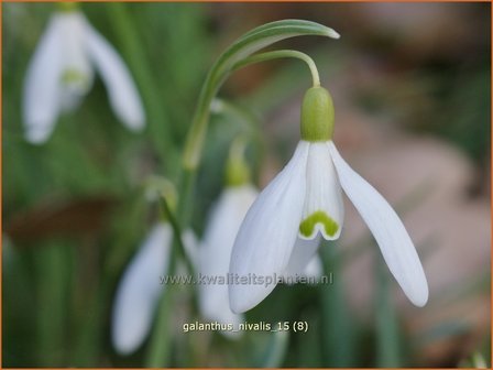 Galanthus nivalis | Gewoon sneeuwklokje, Sneeuwklokje | Kleines Schneegl&ouml;ckchen