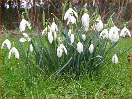 Galanthus nivalis | Gewoon sneeuwklokje, Sneeuwklokje | Kleines Schneegl&ouml;ckchen