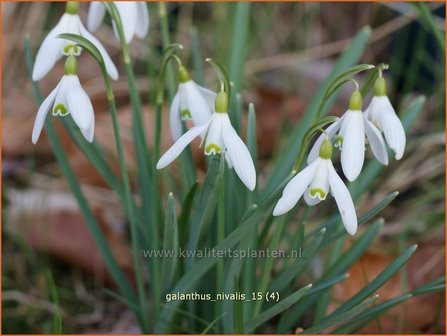 Galanthus nivalis | Gewoon sneeuwklokje, Sneeuwklokje | Kleines Schneegl&ouml;ckchen