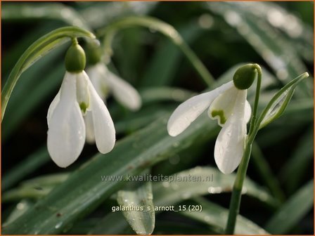 Galanthus &#039;S. Arnott&#039; | Sneeuwklokje | Schneegl&ouml;ckchen