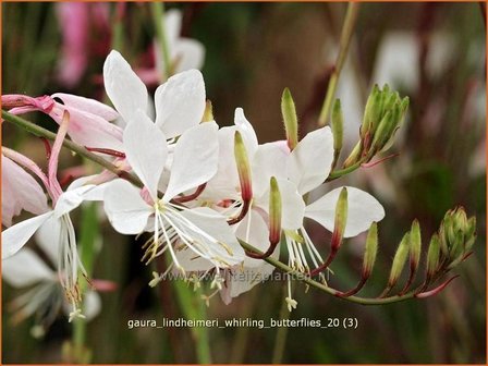 Gaura lindheimeri &#039;Whirling Butterflies&#039; | Prachtkaars