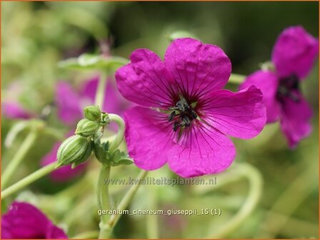 Geranium cinereum &#039;Giuseppii&#039; | Ooievaarsbek, Tuingeranium | Aschgrauer Storchschnabel