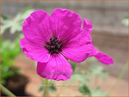 Geranium cinereum &#039;Giuseppii&#039; | Ooievaarsbek, Tuingeranium | Aschgrauer Storchschnabel