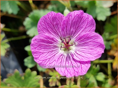 Geranium cinereum &#039;Penny Lane&#039; | Ooievaarsbek, Tuingeranium | Aschgrauer Storchschnabel