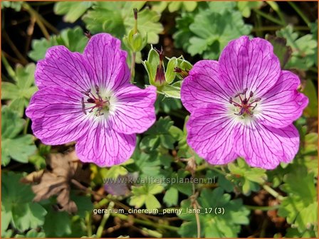 Geranium cinereum &#039;Penny Lane&#039; | Ooievaarsbek, Tuingeranium | Aschgrauer Storchschnabel