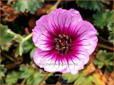 Geranium &#039;Jolly Jewel Violet&#039; | Ooievaarsbek, Tuingeranium | Storchschnabel