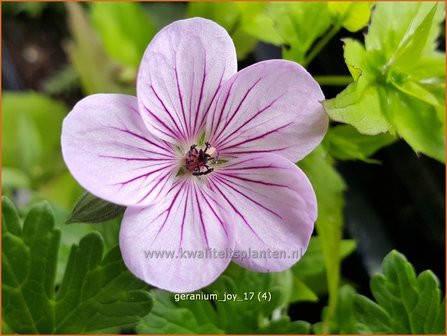 Geranium &#039;Joy&#039; | Ooievaarsbek, Tuingeranium | Storchschnabel