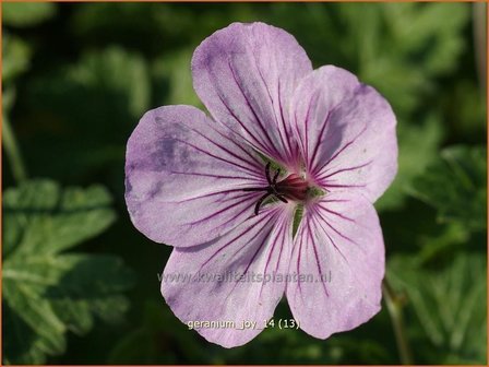 Geranium &#039;Joy&#039; | Ooievaarsbek, Tuingeranium | Storchschnabel