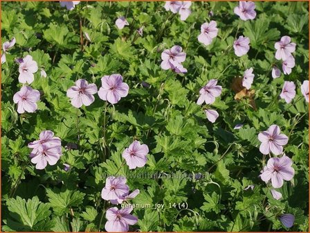 Geranium &#039;Joy&#039; | Ooievaarsbek, Tuingeranium | Storchschnabel