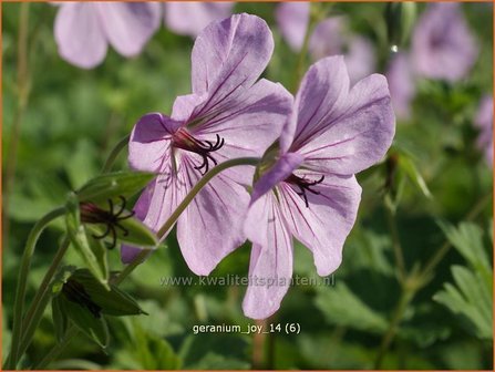 Geranium &#039;Joy&#039; | Ooievaarsbek, Tuingeranium | Storchschnabel