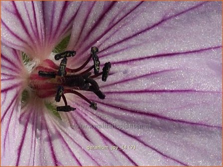 Geranium &#039;Joy&#039; | Ooievaarsbek, Tuingeranium | Storchschnabel