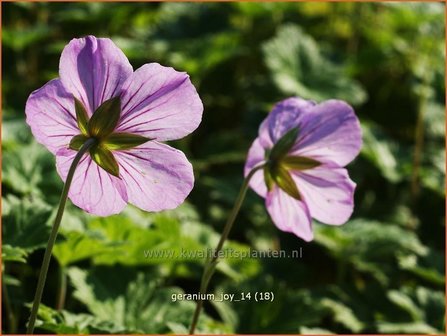 Geranium &#039;Joy&#039; | Ooievaarsbek, Tuingeranium | Storchschnabel