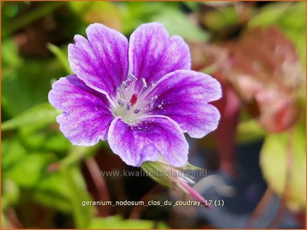 Geranium nodosum &#039;Clos du Coudray&#039; | Knopige ooievaarsbek, Ooievaarsbek, Tuingeranium | Bergwald-Storchschnabel