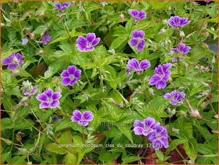 Geranium nodosum &#039;Clos du Coudray&#039; | Knopige ooievaarsbek, Ooievaarsbek, Tuingeranium | Bergwald-Storchschnabel