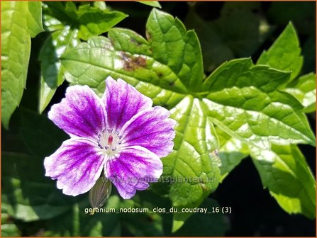 Geranium nodosum &#039;Clos du Coudray&#039; | Knopige ooievaarsbek, Ooievaarsbek, Tuingeranium | Bergwald-Storchschnabel