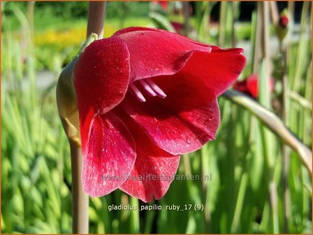 Gladiolus papilio &#039;Ruby&#039; | Vlindergladiool | Schmetterlings-Gladiole