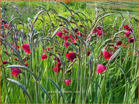 Gladiolus papilio &#039;Ruby&#039; | Vlindergladiool | Schmetterlings-Gladiole