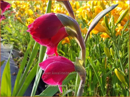 Gladiolus papilio &#039;Ruby&#039; | Vlindergladiool | Schmetterlings-Gladiole