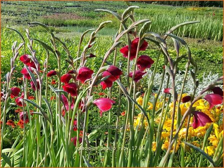 Gladiolus papilio &#039;Ruby&#039; | Vlindergladiool | Schmetterlings-Gladiole