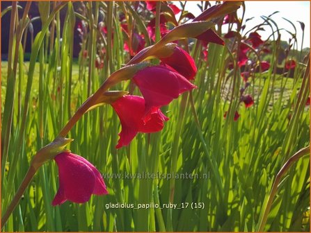 Gladiolus papilio &#039;Ruby&#039; | Vlindergladiool | Schmetterlings-Gladiole