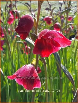 Gladiolus papilio &#039;Ruby&#039; | Vlindergladiool | Schmetterlings-Gladiole