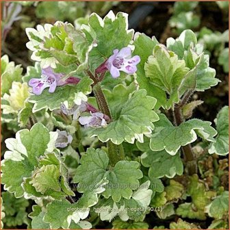 Glechoma hederacea &#039;Variegata&#039; | Hondsdraf, Kruip-door-de-tuin | Gew&ouml;hnlicher Gundermann