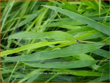 Hakonechloa macra &#039;Greenhills&#039; | Japans bosgras, Japans siergras | Berggras