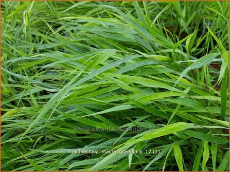 Hakonechloa macra &#039;Greenhills&#039; | Japans bosgras, Japans siergras | Berggras