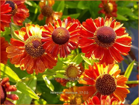 Helenium &#039;Monique&#039; | Zonnekruid | Sonnenbraut