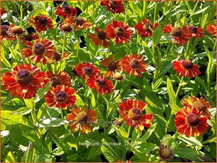 Helenium &#039;Monique&#039; | Zonnekruid | Sonnenbraut